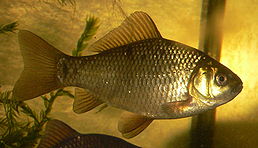 karas